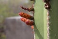 Extreme close up of flower buds on a Saguaro Cactus in the desert of Arizona Royalty Free Stock Photo