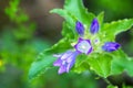 Extreme close up of a a flower head of Campanula Glomerata flowering in a spring forest.