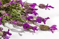 Extreme Close up of Flowering Purple Lavender Plant Stems Royalty Free Stock Photo