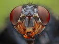Fly head close up Royalty Free Stock Photo