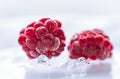 Extreme close up of frozen frosty raspberries lying on crushed ice. White background Royalty Free Stock Photo