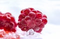 Extreme close up of frozen frosty raspberries lying on crushed ice. White background