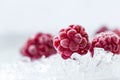Extreme close up of frozen frosty raspberries lying on crushed ice. White background Royalty Free Stock Photo