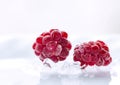 Extreme close up of frozen frosty raspberries lying on crushed ice. White background Royalty Free Stock Photo