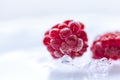 Extreme close up of frozen frosty raspberries lying on crushed ice. White background Royalty Free Stock Photo