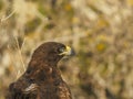 Extreme close up of a galapagos hawk on isla santa fe in the galapagos Royalty Free Stock Photo