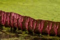 Extreme close up of giant waterlilies Royalty Free Stock Photo