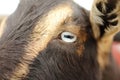 Extreme Close Up of Goat`s Eye Royalty Free Stock Photo