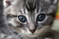 an extreme close up of a gray tabby kitten head with blue eyes