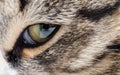 Extreme close-up of green cat`s eye. Royalty Free Stock Photo