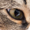 Extreme close-up of green cat`s eye. Royalty Free Stock Photo