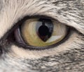 Extreme close-up of green cat`s eye. Royalty Free Stock Photo