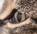 Extreme close-up of green cat`s eye. Royalty Free Stock Photo