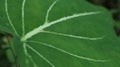 Extreme close up of a green Colocasia leaf with white stripes