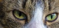 Extreme close-up of the green eyes of a cat Royalty Free Stock Photo