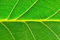 Extreme close up of green leave