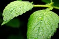 Extreme close-up of green Lemon balm leaf with water drops on dark background Royalty Free Stock Photo