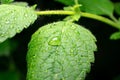 Extreme close-up of green Lemon balm leaf with water drops on dark background Royalty Free Stock Photo