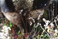 Extreme Close Up Grizzly Bear Royalty Free Stock Photo