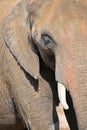 Extreme close up half profile portrait of elephant Royalty Free Stock Photo