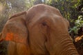 An extreme close up of the head of an Asian adult elephant. Royalty Free Stock Photo