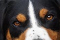 an extreme close up of a head from a beautful tricolored appenzeller dog