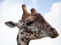 Extreme Close Up of Head of a Captive Masai Giraffe Royalty Free Stock Photo