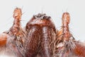 Extreme close up of the head of Domestic House Spider Tegenaria