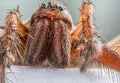 Extreme close up of the head of Domestic House Spider Tegenaria Royalty Free Stock Photo