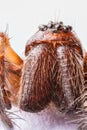 Extreme close up of the head of Domestic House Spider Tegenaria Royalty Free Stock Photo