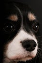 An extreme close up head portrait of a tricolored cavalier king charles spaniel in the dark studio