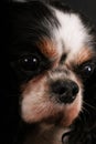 An extreme close up head portrait of a tricolored cavalier king charles spaniel in the dark studio