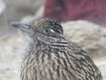 Extreme close up of the head and upper body of a roadrunner with crest folded in