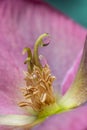 Extreme close-up of hellebore stamens and petals. Magnified, surreal photography. blur and selective focus