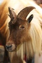 Extreme close up of a himalayan tahr