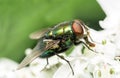 Close up house fly on white flower Royalty Free Stock Photo