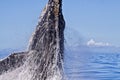 Extreme close-up of a Humpback whale beginning a breach