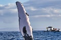 Extreme close-up of a  humpback whale waving its pectoral fin to a boatload of whale watchers. Royalty Free Stock Photo