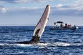 Extreme close-up of a  humpback whale waving its pectoral fin to a boatload of whale watchers. Royalty Free Stock Photo