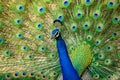 Extreme close up Indian peafowl or male peacock dancing with full colorful wingspan to attracts female partners for mating at Royalty Free Stock Photo