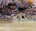 Extreme close up of jaguar swimming in fresh water river in Pantanal