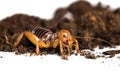 Extreme close up of a Jerusalem cricket or potato bug nocturnal insect