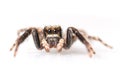 Close-up of a jumping spider isolated over a white background Royalty Free Stock Photo