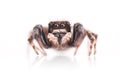 Close-up of a jumping spider isolated over a white background