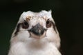 Close up of kookaburra looking forwards