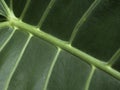 Large vein structure of leaf