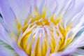 An extreme close-up of a lavender waterlily