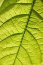 Extreme close-up of a leaf of a young avocado tree with visible structure, selective focus Royalty Free Stock Photo