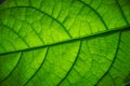 Extreme close-up of a leaf of a young avocado tree with visible structure, selective focus Royalty Free Stock Photo