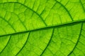 Extreme close-up of a leaf of a young avocado tree with visible structure, selective focus Royalty Free Stock Photo